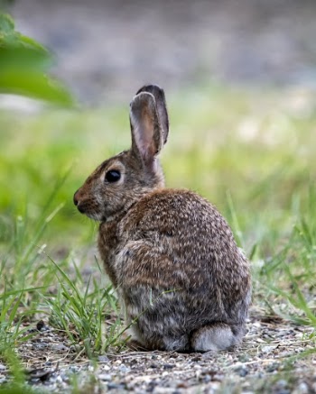 Brown Rabbit