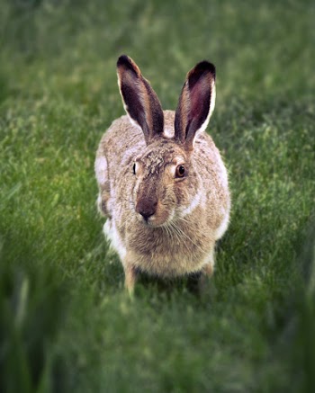 Brown Rabbit