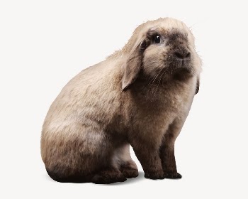 Brown rabbit collage element, isolated | Free PSD - rawpixel