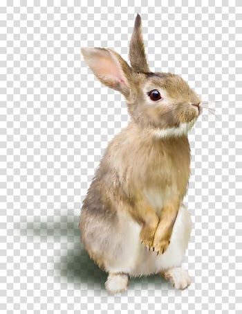 Brown rabbit illustration, Rabbit Raster graphics RGB color model, A rabbit transparent background PNG clipart
