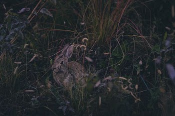 brown rabbit on grass fields