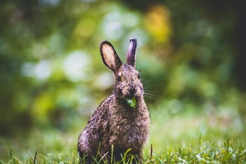 brown rabbit photography