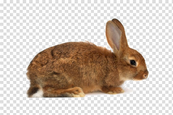 Brown Rabbit PNG Download Image
