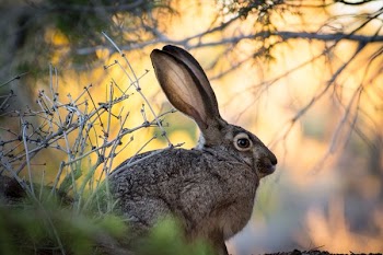 brown rabbits sitting near wood twigs
