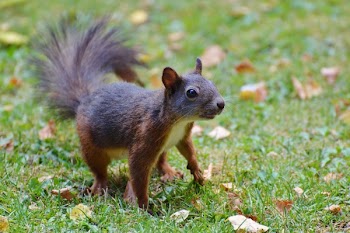 Brown Racoon