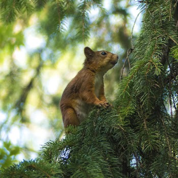 Brown Racoon