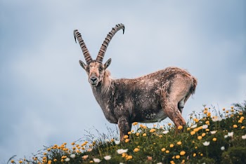Brown Ram