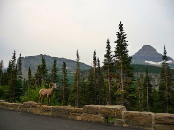 Brown Ram Near Pine Trees