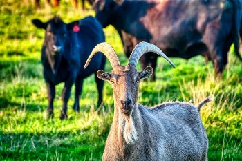 Brown Ram on Green Grass Field