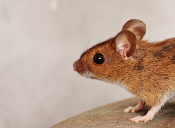 Brown Rat