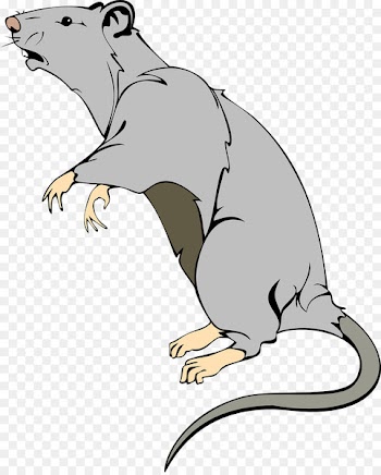 Brown rat Mouse Laboratory rat Clip art - rat 