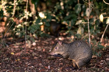Brown Rat on Ground