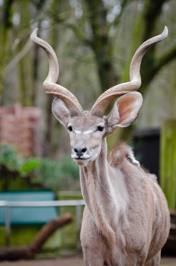 Brown Reindeer