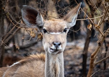 Brown Reindeer 