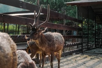 Brown Reindeer Near on Brown Wooden Fence