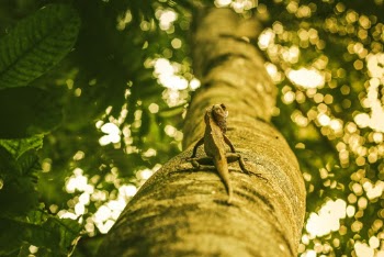 Brown Reptile on Tree