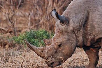 Brown Rhinoceros