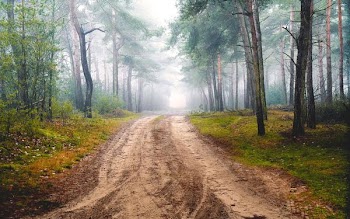 brown road between green leafed trees during daytime