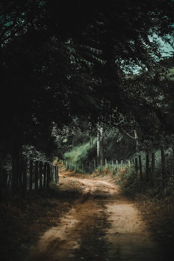 Brown Road Between Trees