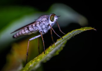 Brown Robberfly Perched on Green Leaf Macro Photography