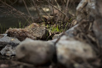 Brown Rock