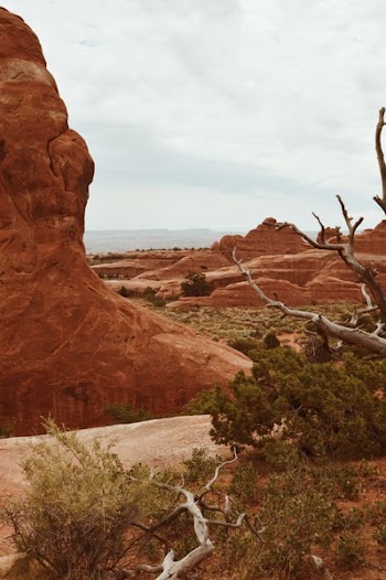 Brown Rock Formation Near Trees