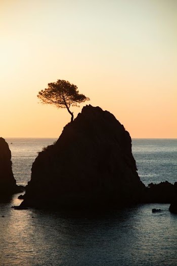 brown rock formation with tree under white sky during daytime