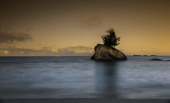 Brown Rock With Tree in the Middle of Ocean