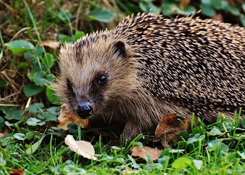 Brown Rodent on Grass
