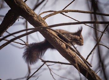Brown Rodent Perched on Wooden Trunk