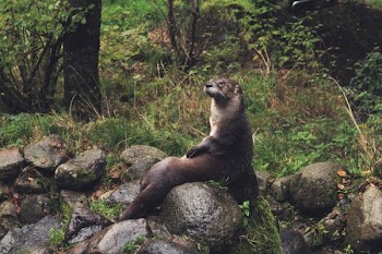 brown rodent sitting on gray stone in the forest