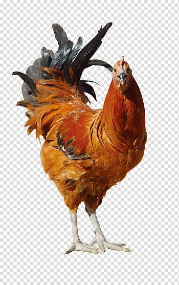Brown rooster , Rooster Fried chicken, animal transparent background PNG clipart