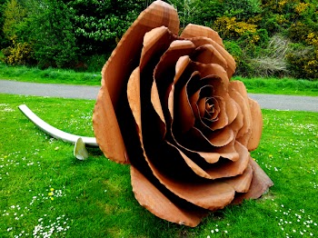 Brown Rose on Grass Field