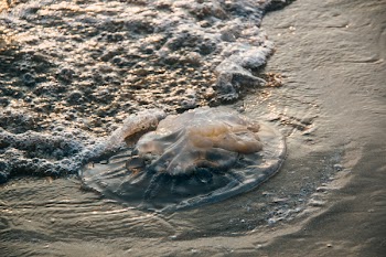 Brown Sand