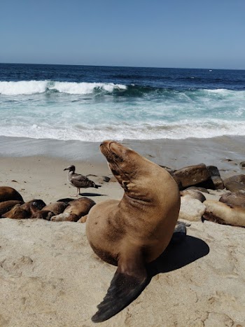 Brown Sea Lion Sitting on Rock