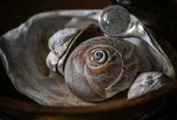 Brown Seashell