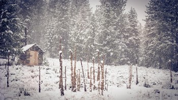 Brown Shed Near Green Pine Trees during Snow