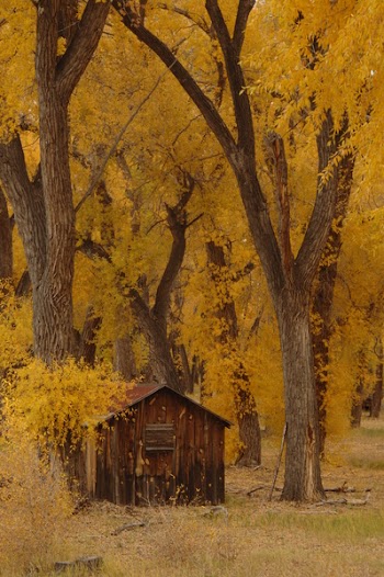 Brown Shed Surrounded With Trees
