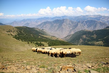 Brown Sheep Lot