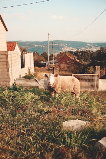 Brown Sheep on Field