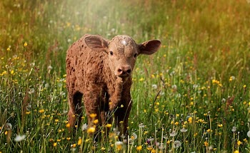 Brown Sheep on Grass Field