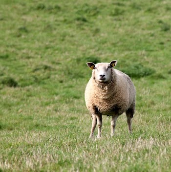 Brown Sheep on Green Grass Field