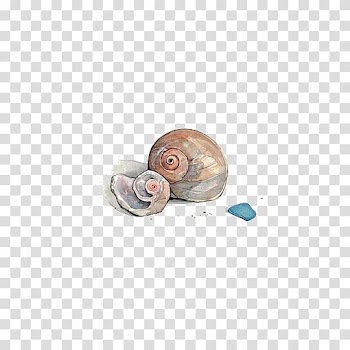 Brown shell illustration, Seashell Watercolor painting Conch, Watercolor Conch transparent background PNG clipart