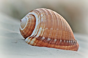 Brown Shell in Macro Shot Photography