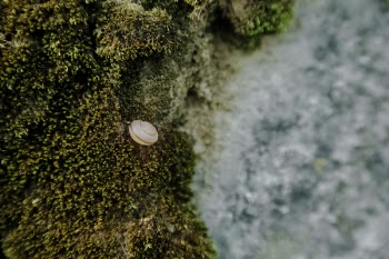 Brown Shell on Green Argae