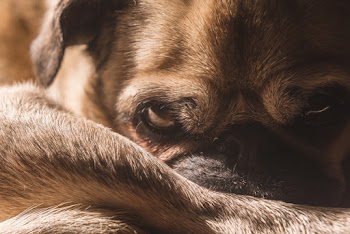 Brown Short Coat Dog