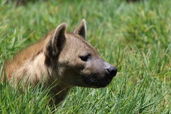 Brown Short-coated Dog on Green Grass Field