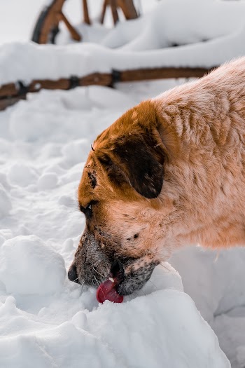 Brown Short Coated Dog on Snow Covered Ground