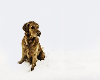 Brown Short-coated Dog Sitting on the Snow Field