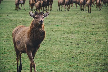Brown Short Coated Mamml on Green Grass Fields